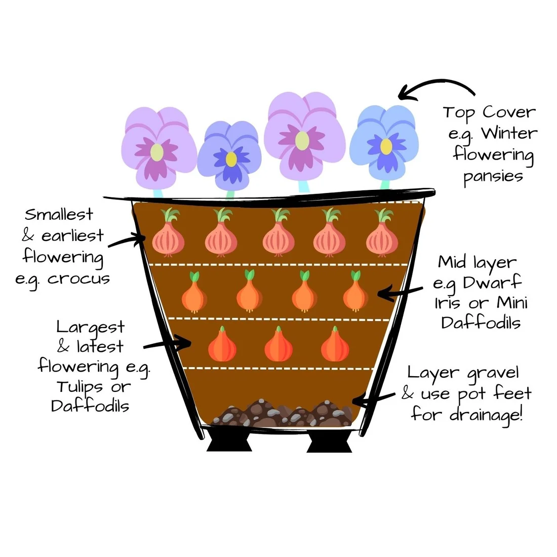 Illustrated bulb lasagna planting diagram showing tulips at the bottom, smaller spring bulbs in middle and top layers, and pansies on the surface