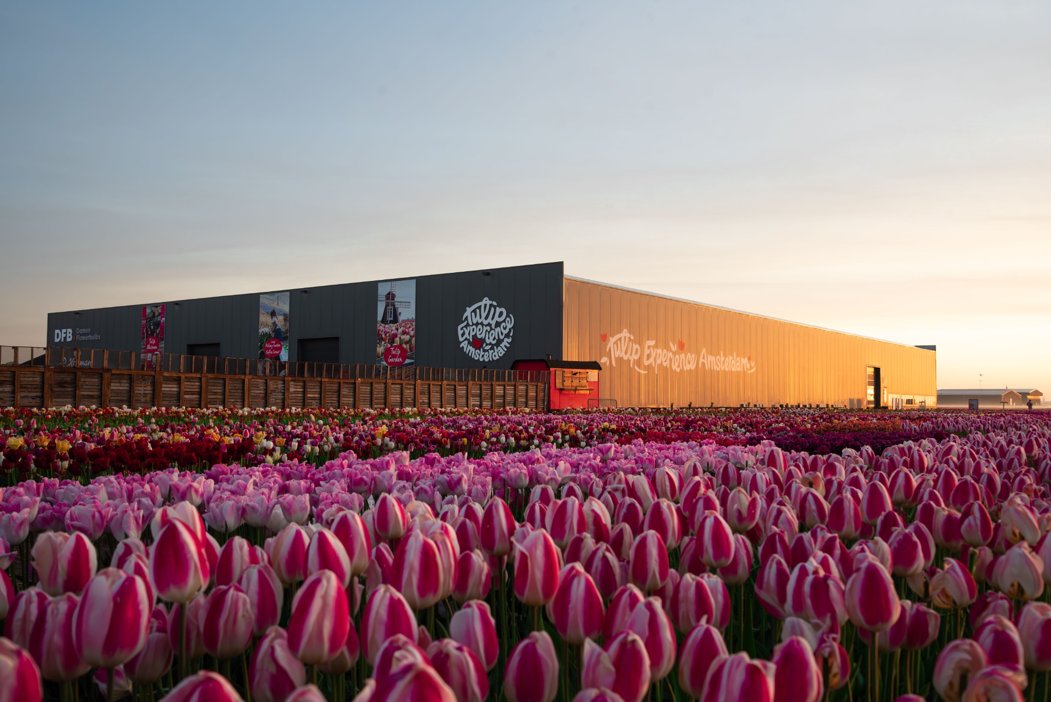 Tulip Experience Amsterdam